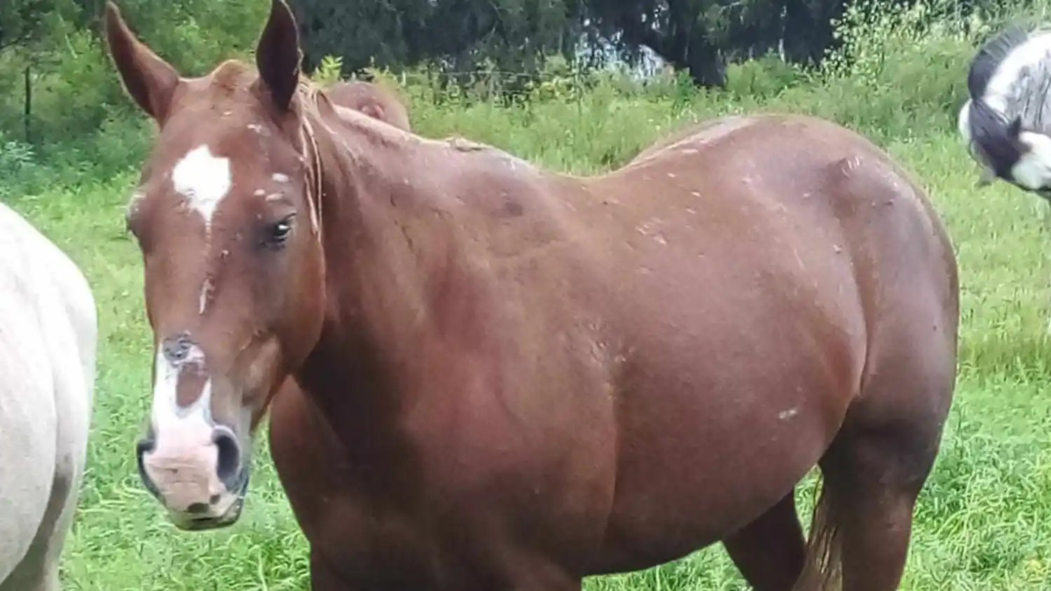 Buscan a yegua perdida en camino a Villa Jardín