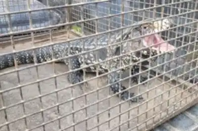 Sorpresa en barrio Candioti: apareció un lagarto en un auto, lo rescataron y lo devolvieron a su hábitat