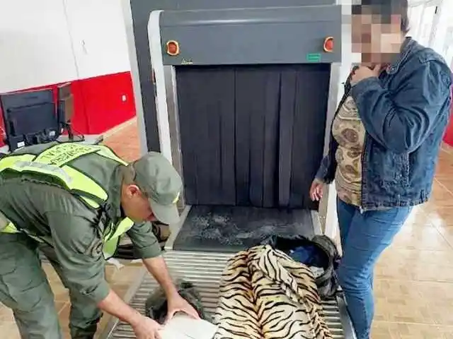 GN se incautó más de dos kilos de cocaína 
y detectó drogas en micros de hinchas