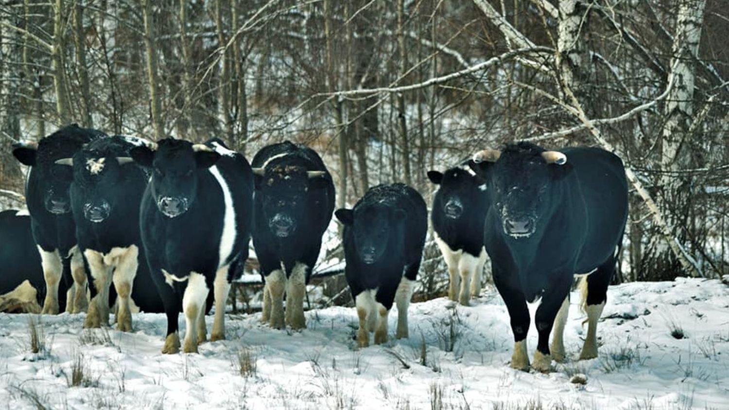 Las vacas de Chernóbil presentan un comportamiento muy distinto a las domésticas