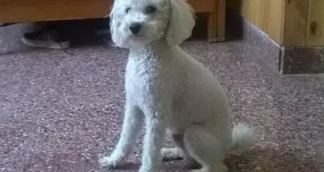 Caniche Extraviado