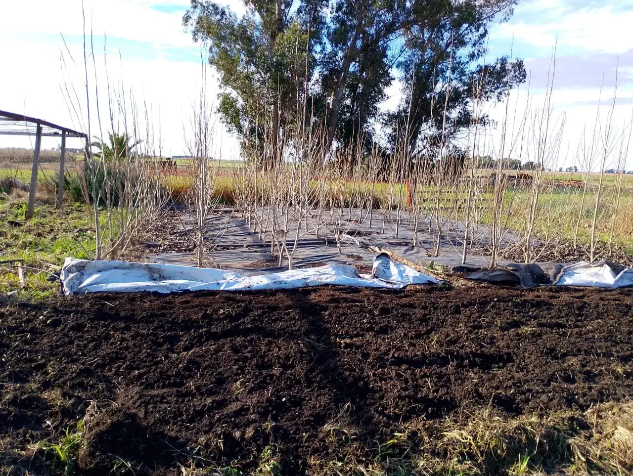 El álamo mostró sus cartas para sumarse a los campos de la región