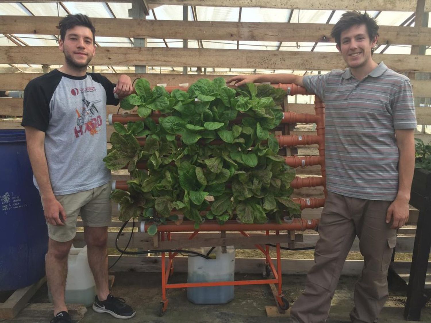 Hidroponía: el arte de cultivar sin suelo