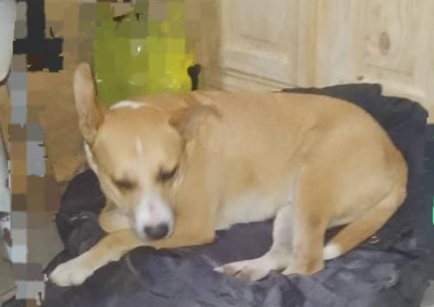 Mascotas: dueños buscan a Tom