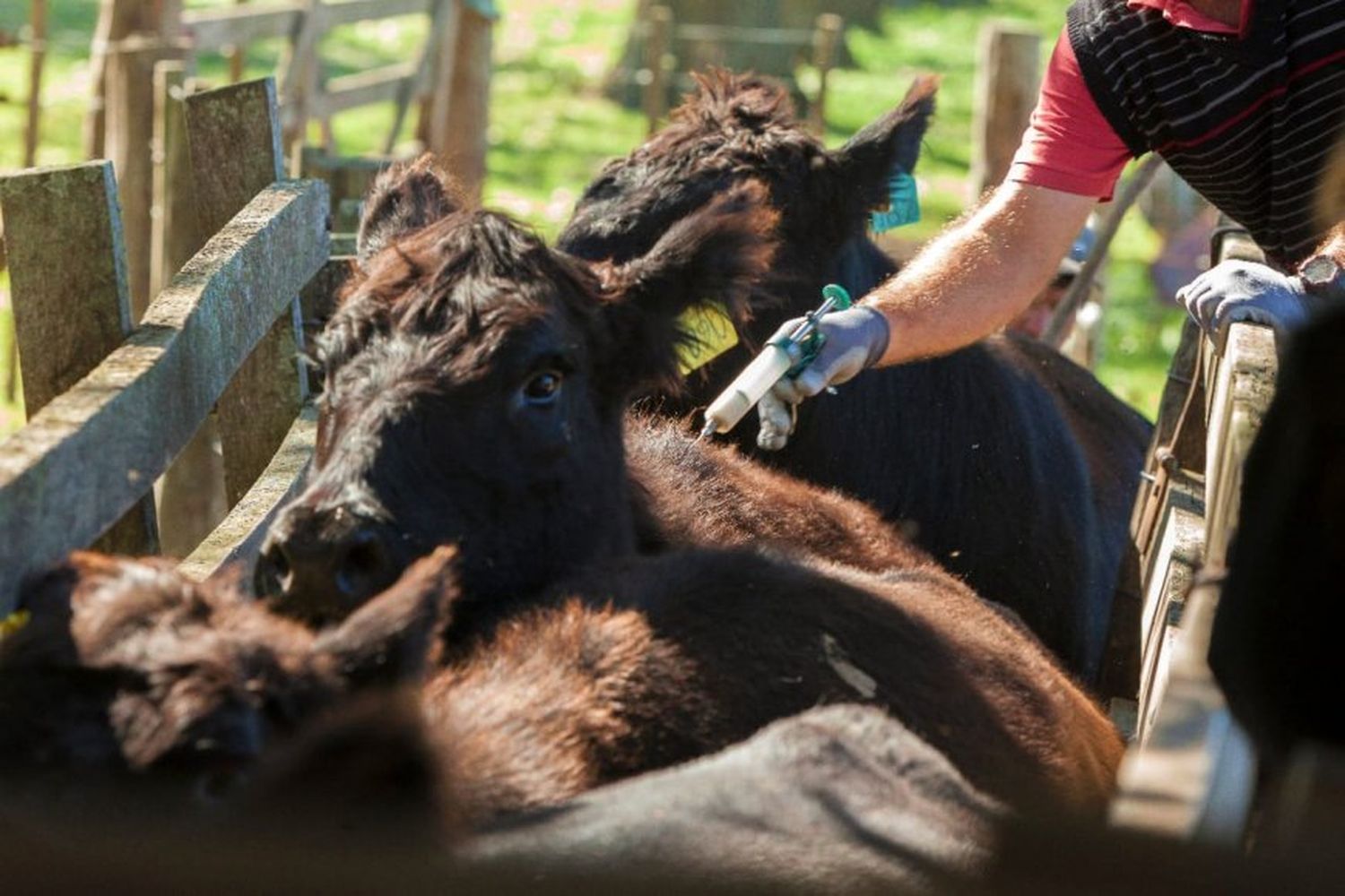 Harán plan de lucha contra la brucelosis bovina y el HLB