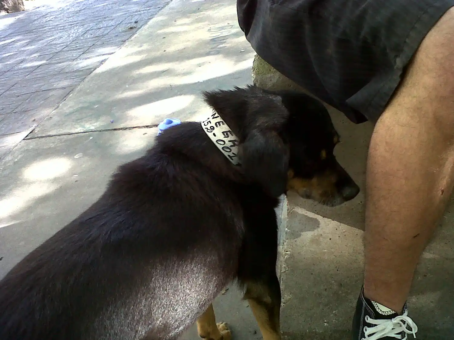 Pidieron prisión para un vecino que mató a un perro comunitario