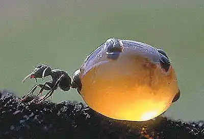 Plagas en los jardines: La Hormiga Negra