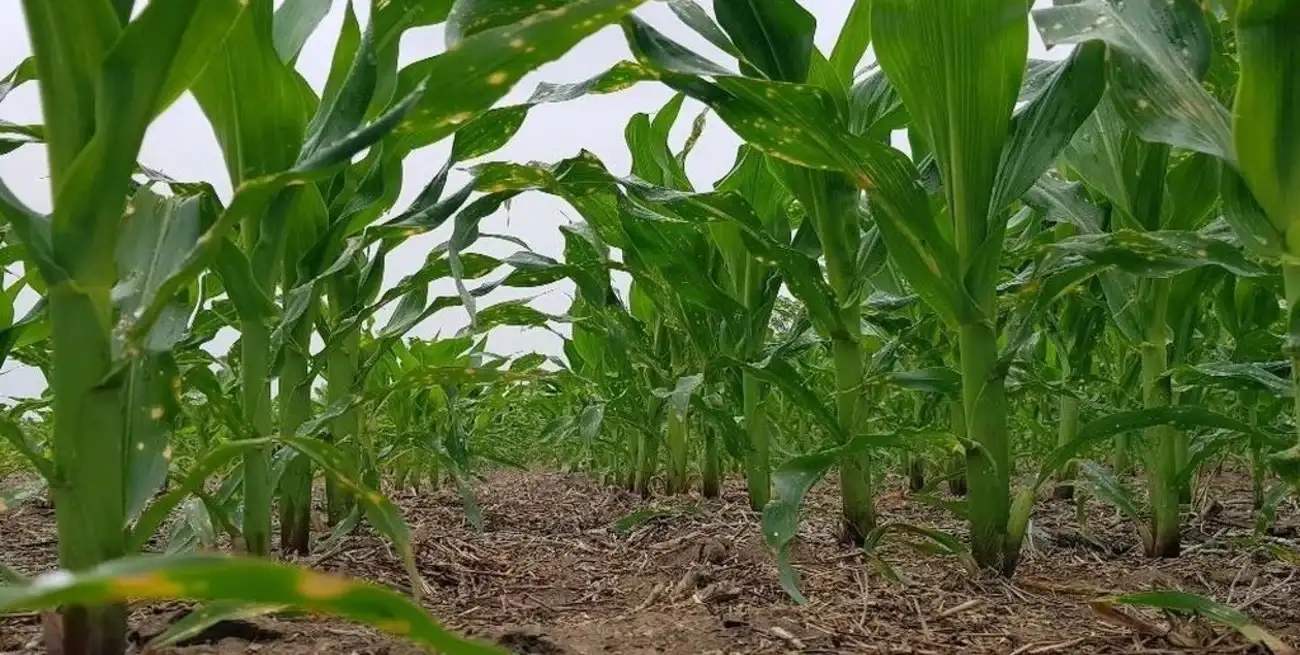 La campaña de maíz temprano alcanzó el mayor volumen de las últimas seis temporadas agrícolas.