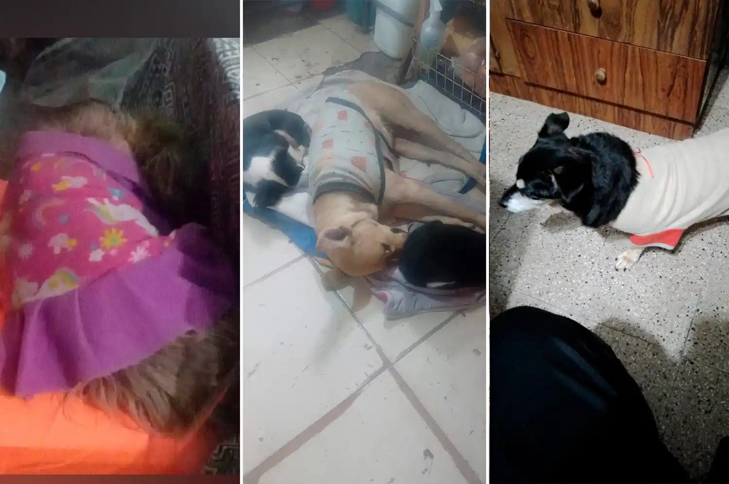 Fotos de oyentes de radio rafaela perros mascotas abrigadas frio - 7