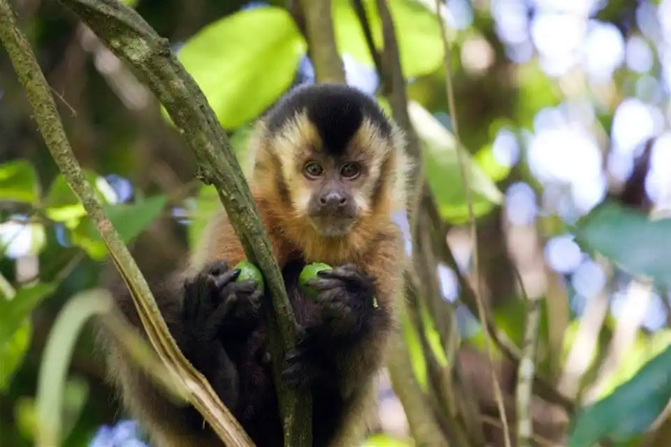 Animalitos