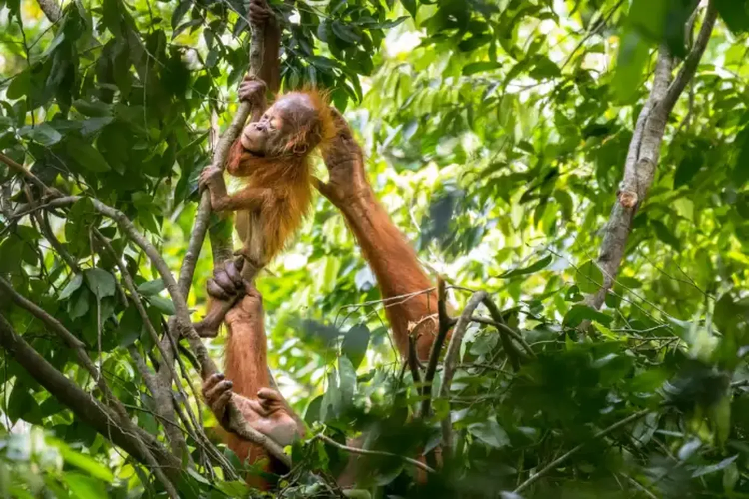 Fotografías de vida silvestre 2021