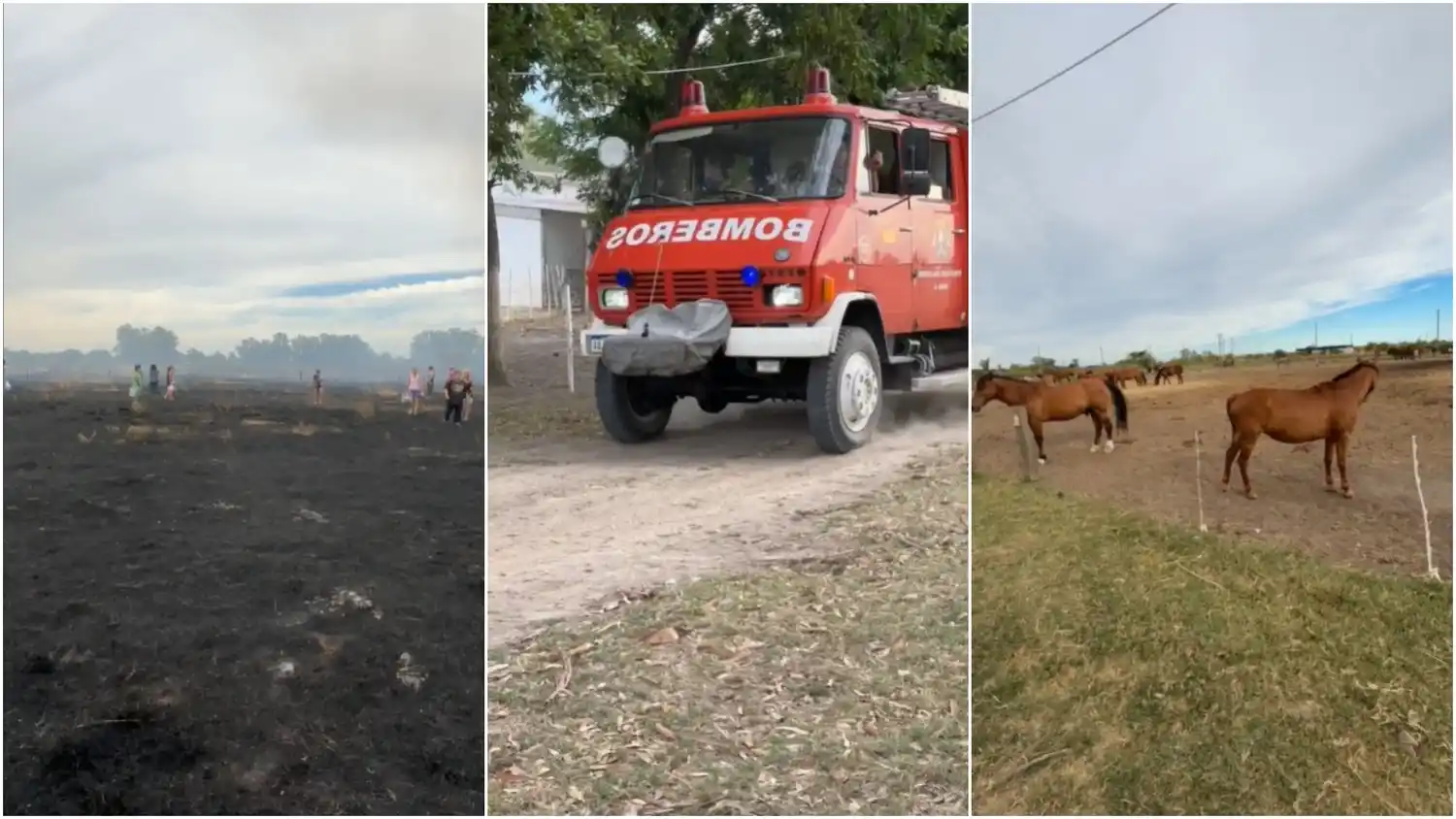 Voluntarios y personal del refugio trabajaron sin descanso para proteger a los caballos.