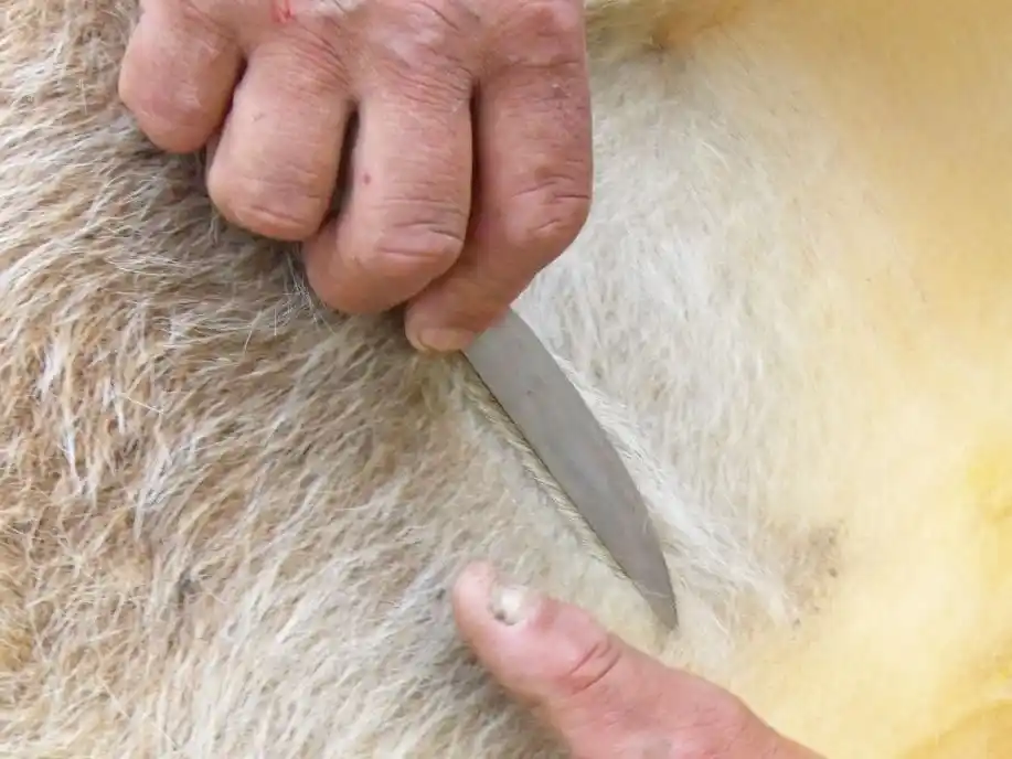 Fucofa detectó una especie de garrapata que puede afectar la salud de las personas