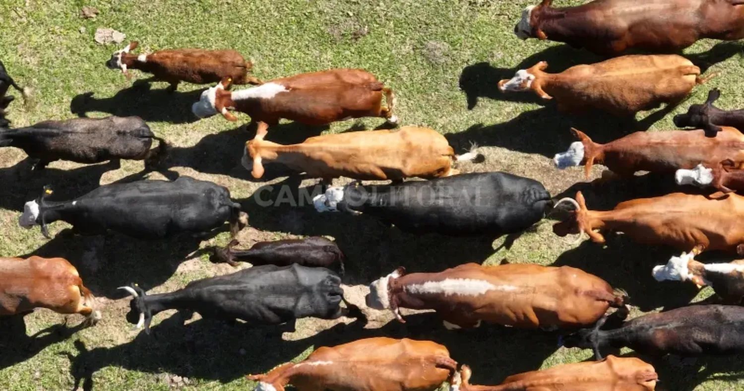 Una isla que estaba muy cargada de hacienda por la sequía de los últimos tres años y medio debió ser evacuada ante la crecida del río.