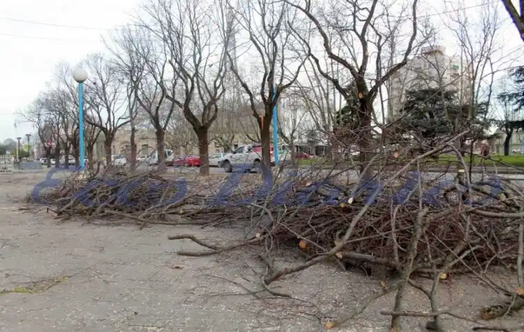 Poda en la plaza Rocha