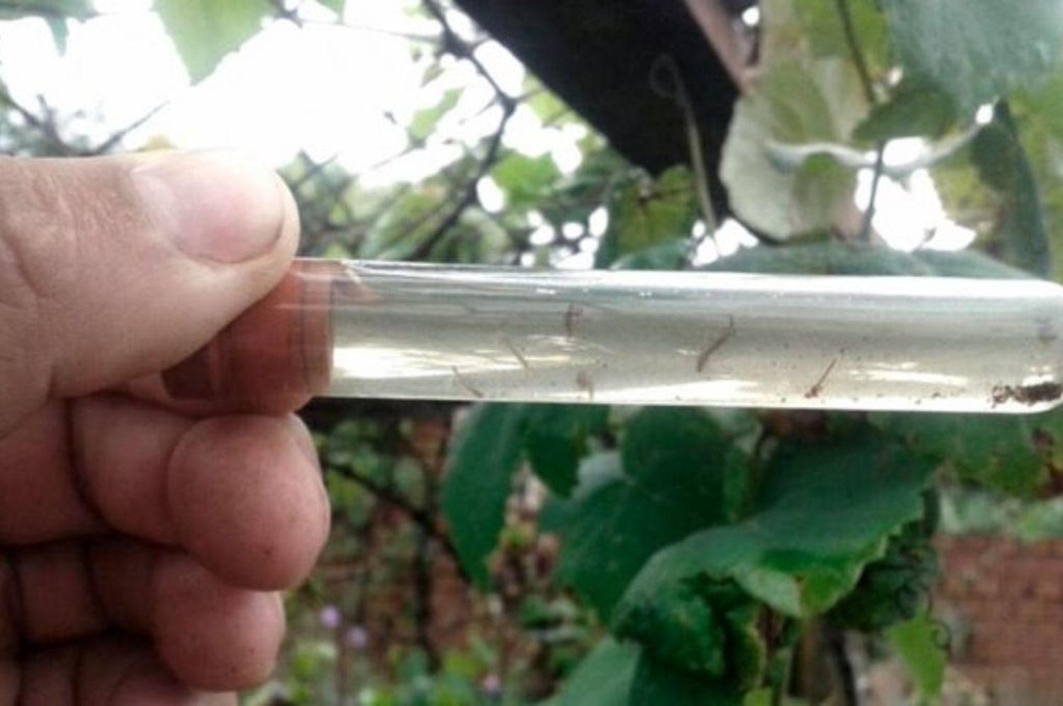 Se registró un caso de dengue en San Cristóbal