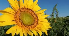 Se lanzó el remate del "Primer lote de Girasol"