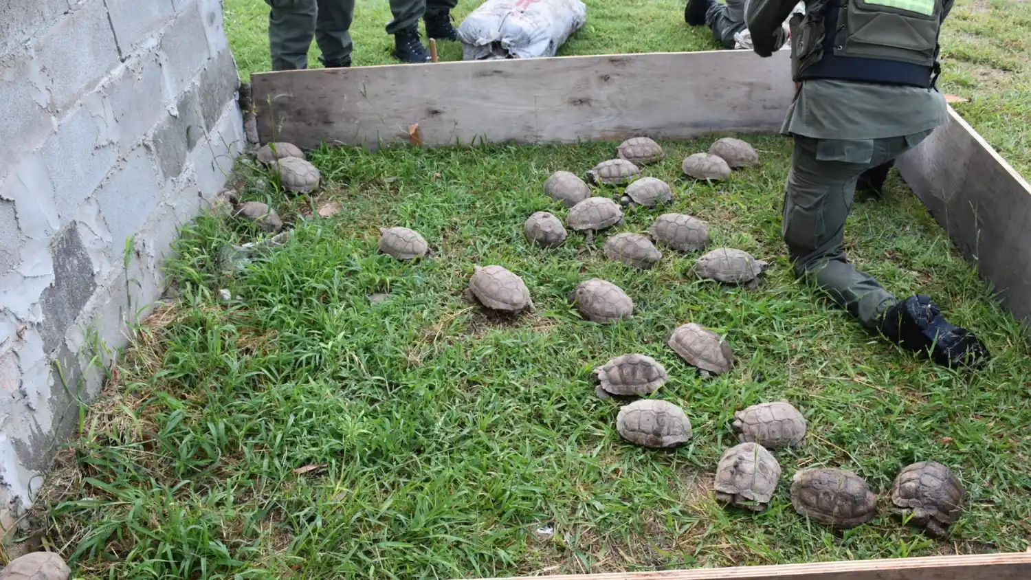 A pocos kilómetros de Rafaela: gendarmes descubrieron 150 tortugas y 100 loros ocultos en un camión