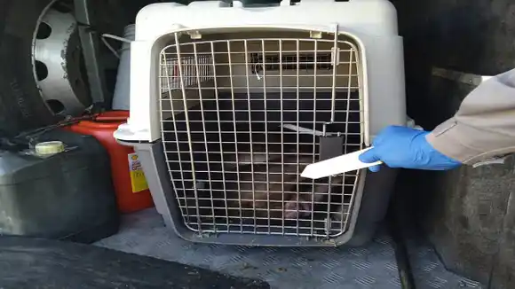 ¡QUÉ DOLOR! Muere perro asfixiado en la maleta de un autobús: están detenidos su dueña y el chófer