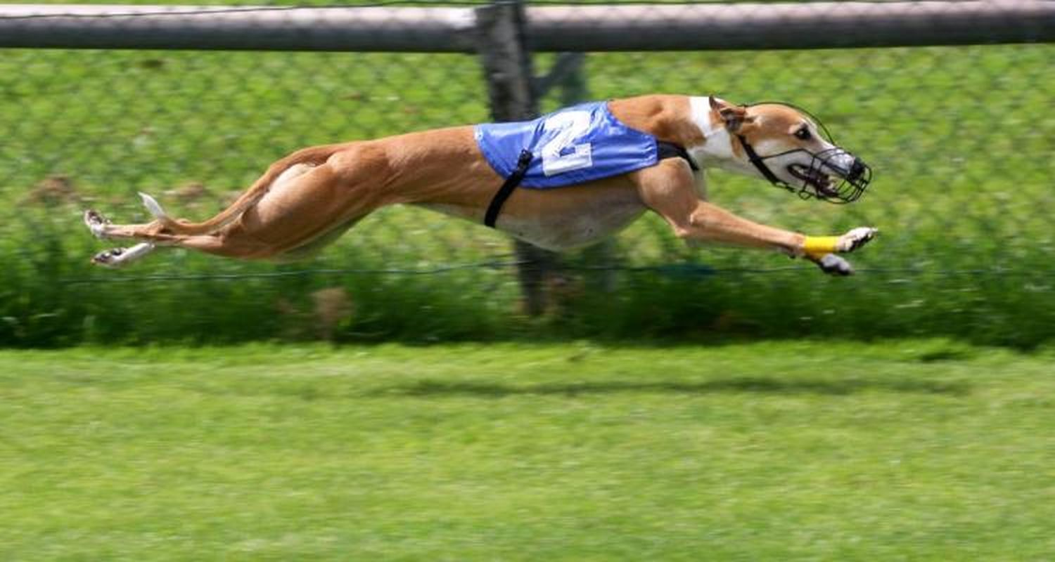 > Otra vez, polémica por las carreras de galgos
