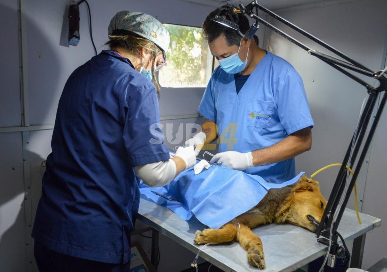  “Orejas Verdes” brindó servicios de salud animal en los barrios Malvinas Argentinas y Victoria 