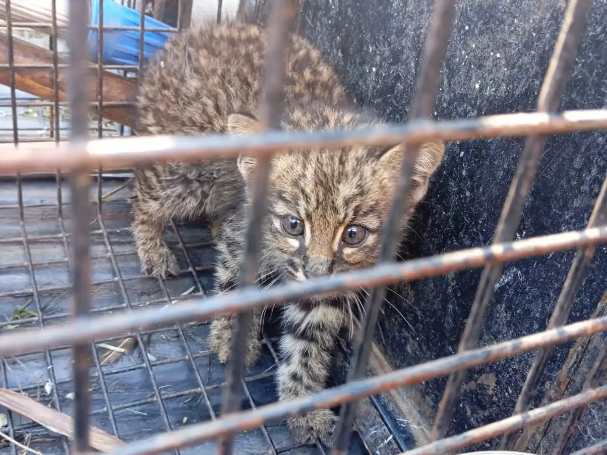 Rescataron un cachorro de gato montés en zona oeste