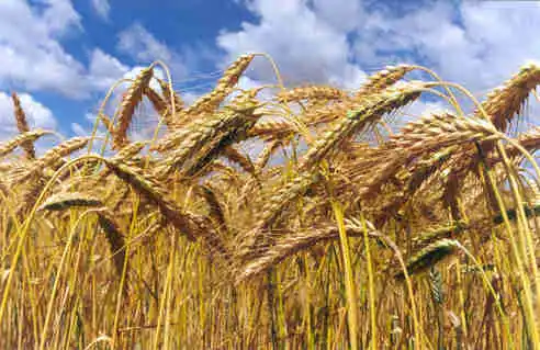 El gobierno provincial declaró la emergencia del cultivo de trigo