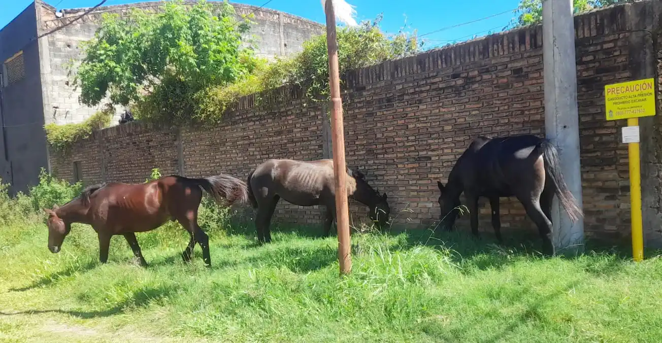 Secuestro de equinos que se encontraban sueltos en la vía pública