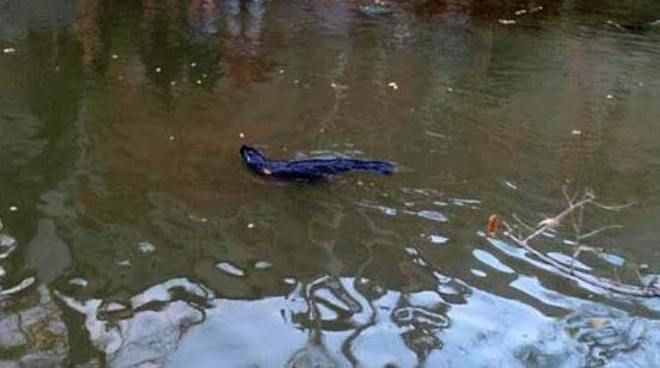 Apareció un lobo marino en un arroyo de Punta Lara