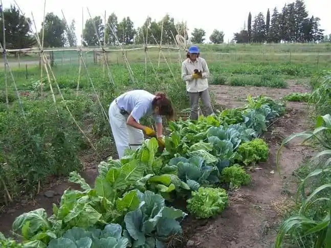Las huertas familiares siguen en constante crecimiento