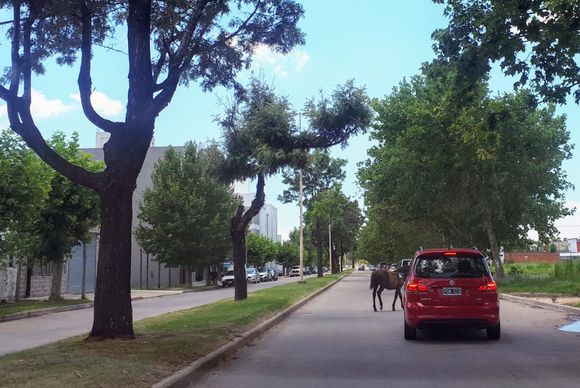 ¿Qué culpa tiene el caballo?