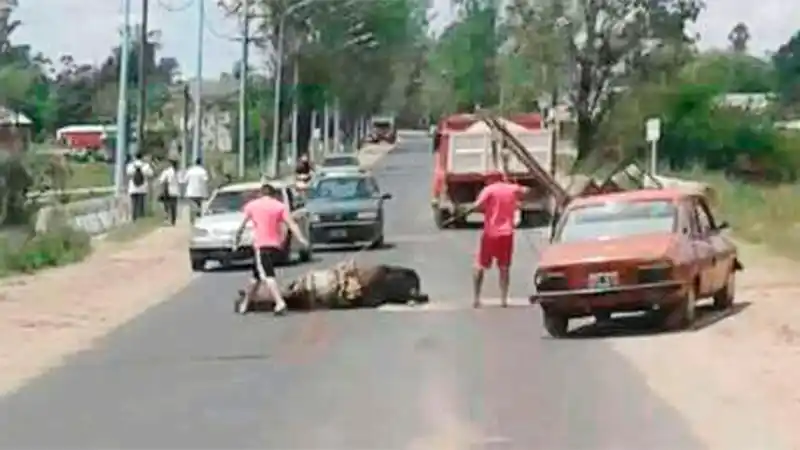 Maltrato animal: un caballo cayó exhausto por tirar un carro cargado