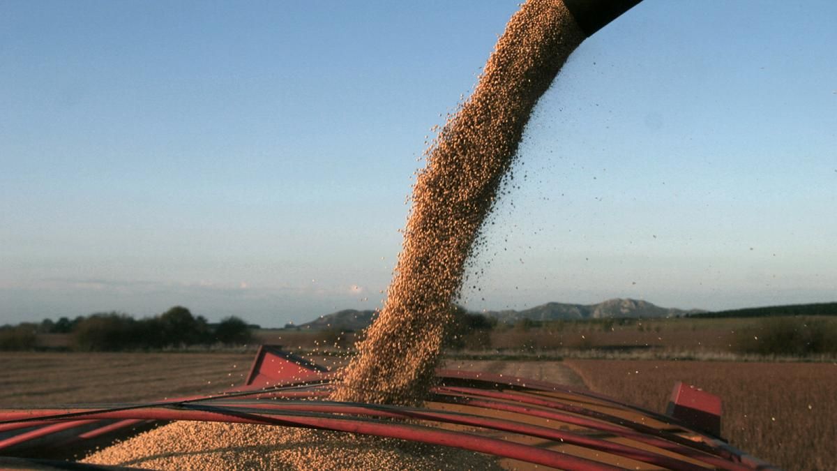 El precio de la soja, en baja.