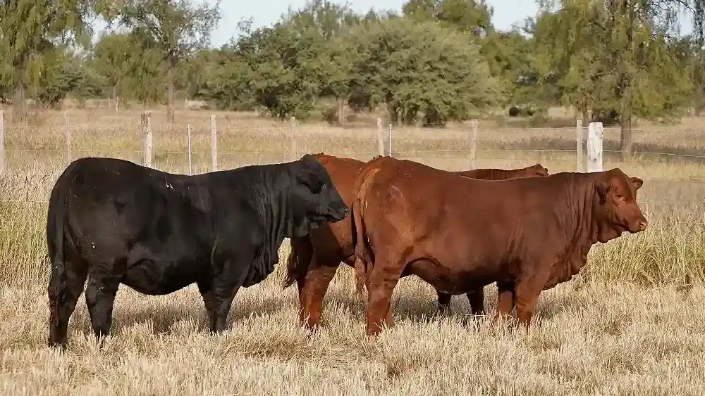 Cómo lograr mayor eficiencia en la producción de carne bovina sin usar antibióticos
