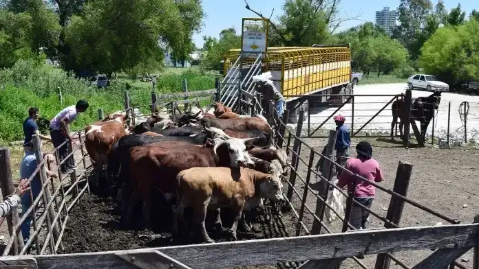 Prevén declarar la emergencia agropecuaria en Entre Ríos: quedan 192.000 cabezas de ganado en islas