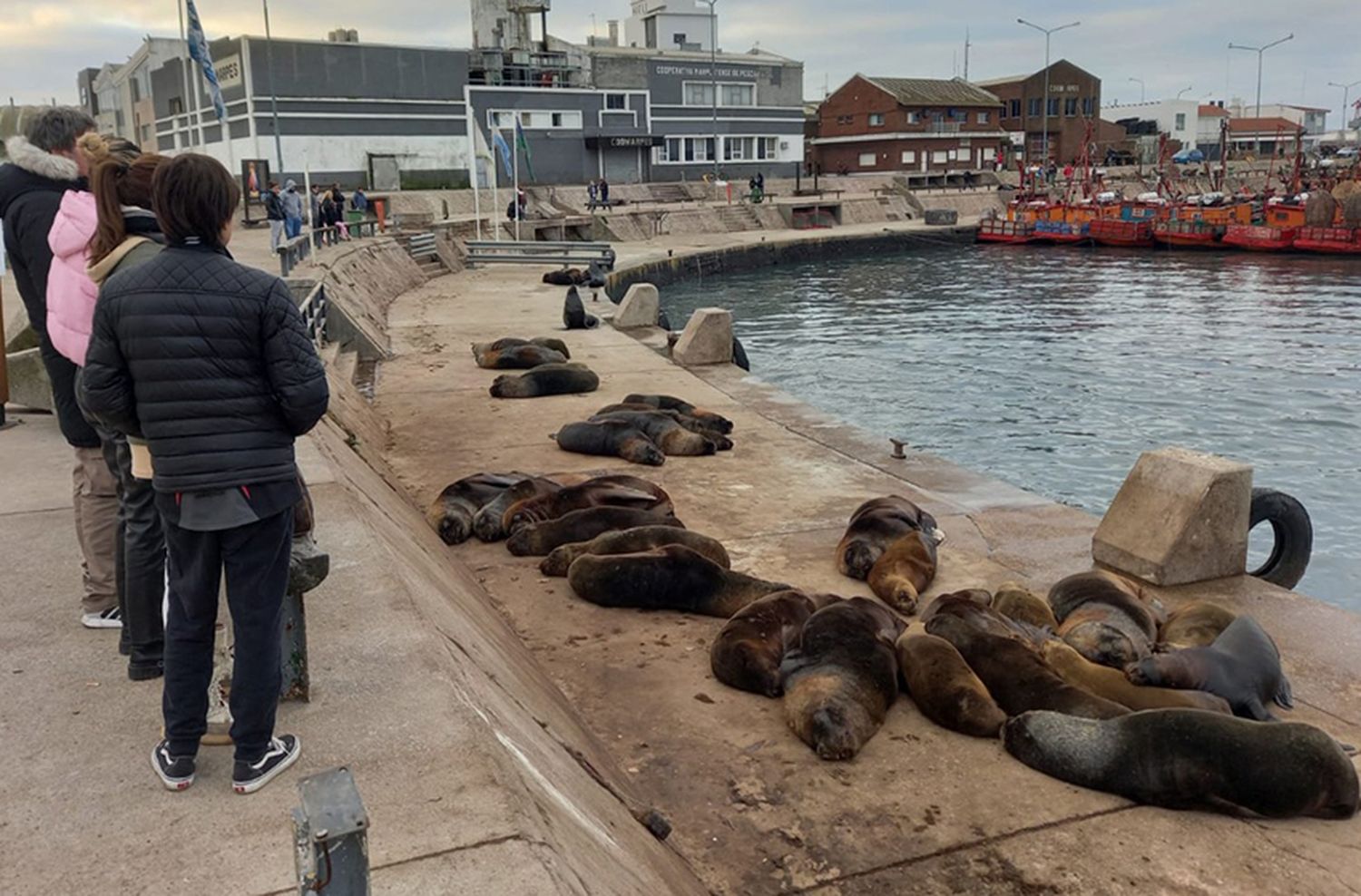 Los lobos marinos mantienen su atractivo en la Banquina Chica sin afectar áreas operativas