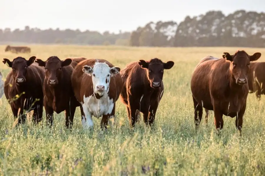 Cómo se forma el precio de la carne
