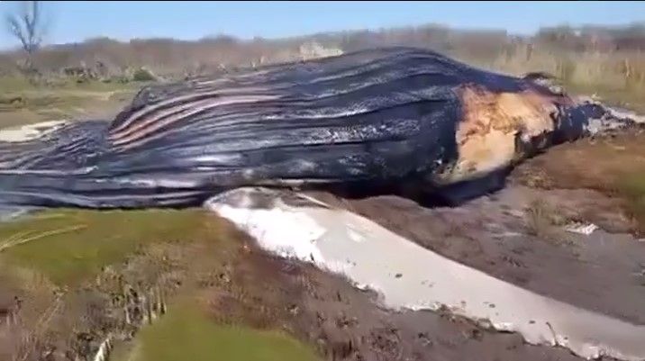 Ballena muerta