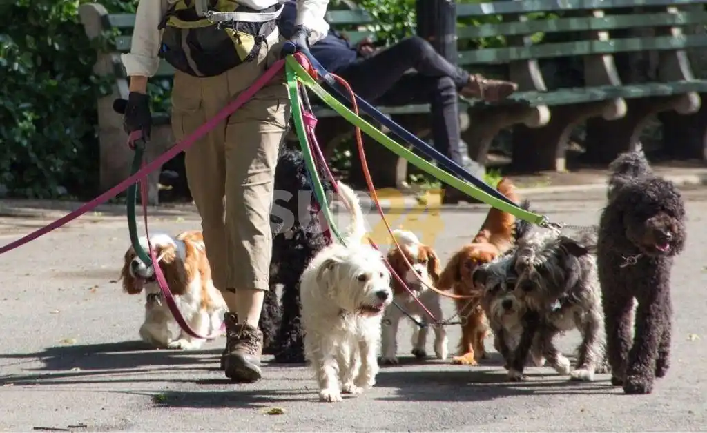 Casi linchan a un conductor que atropelló a un paseador y mató a cuatro perros