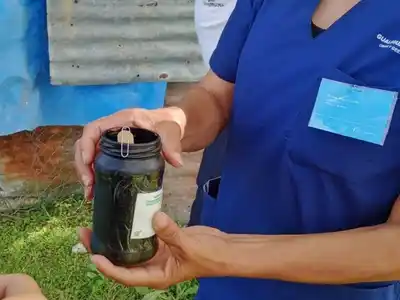 Colocaron sensores para el monitoreo del mosquito transmisor del dengue en la ciudad