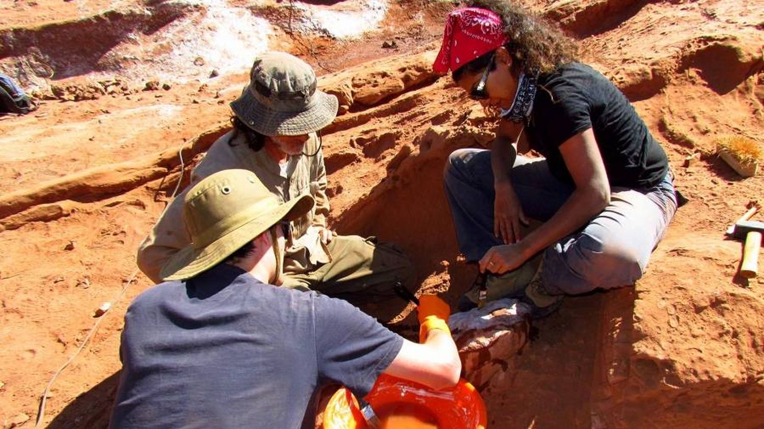 Hallaron por primera vez restos de un dinosaurio carnívoro en Salta