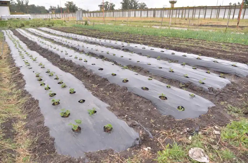 Internos de Batán recibieron certificados por finalizar cursos