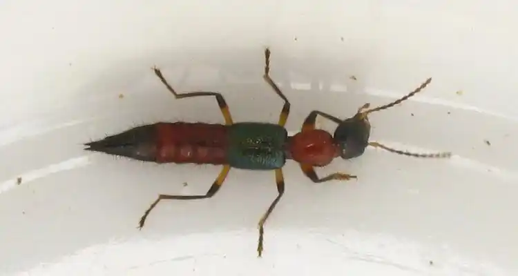 Paederus: Cómo aparecieron grandes cantidades de estos insectos en San Pedro