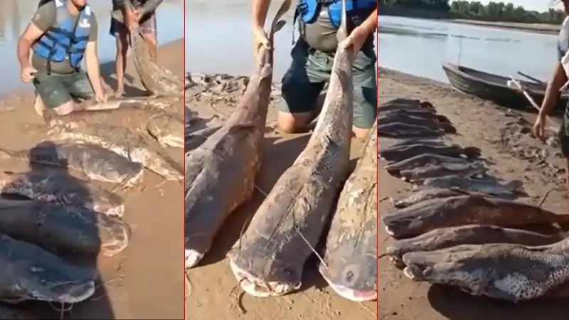 Video: pescaron 14 surubíes, se filmaron festejando y fueron repudiados