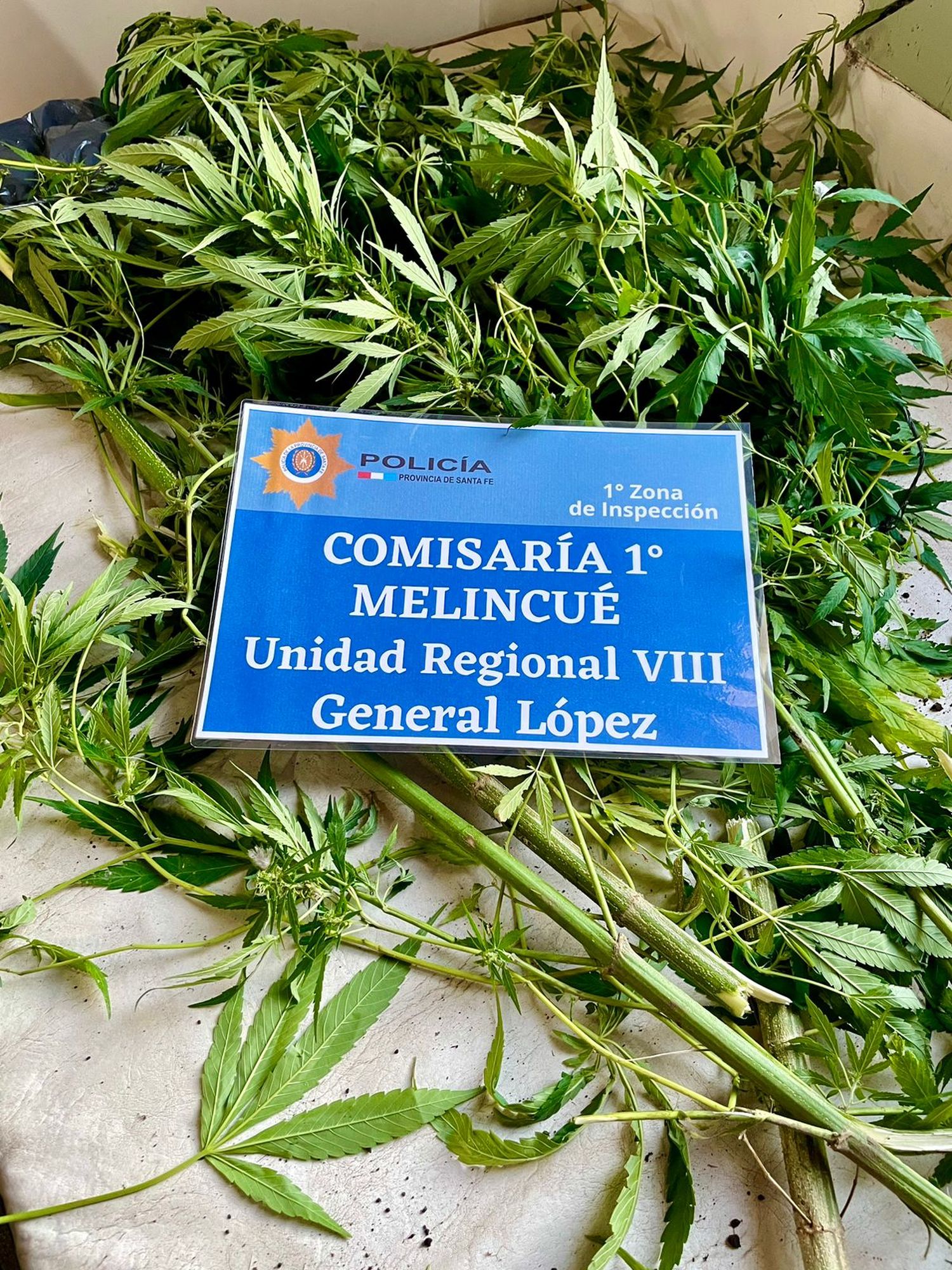 Las plantas de cannabis secuestradas por la policía.