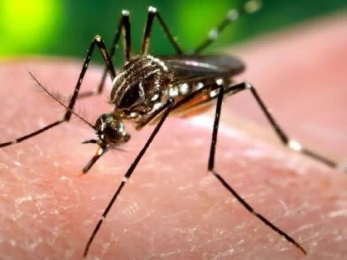Segunda muerte por dengue en la provincia de Buenos Aires