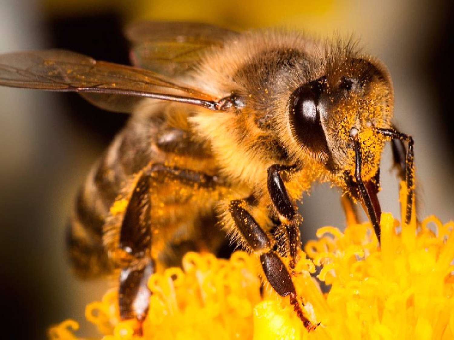 Abejas inteligentes: demuestran que pueden sumar y restar