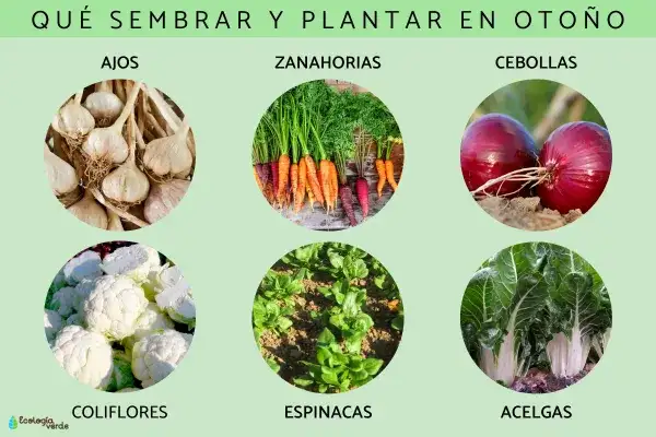 Qué sembrar en otoño - 1