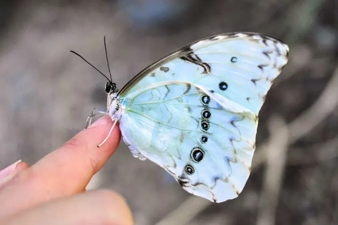 Mariposa Bandera Argentina