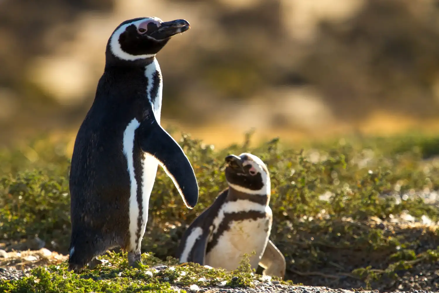 El fenómeno que cautiva a la Patagonia: los pingüinos de Magallanes regresaron a Punta Tombo y así se preparan - 2